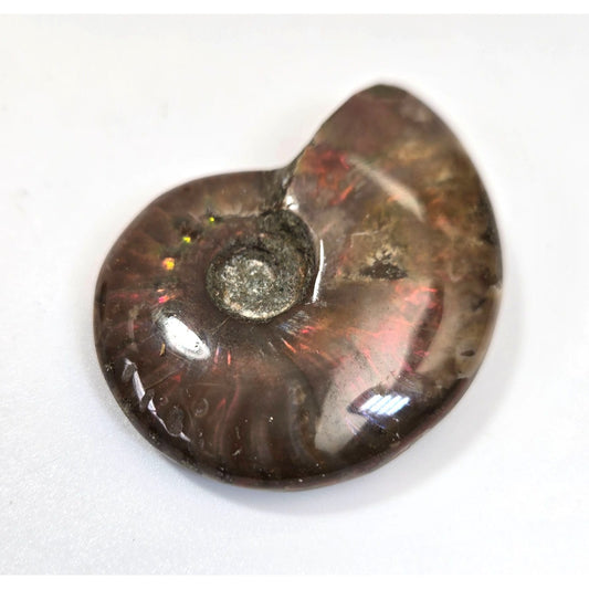 Fossilized Ammonite Shell Specimen Red Flash