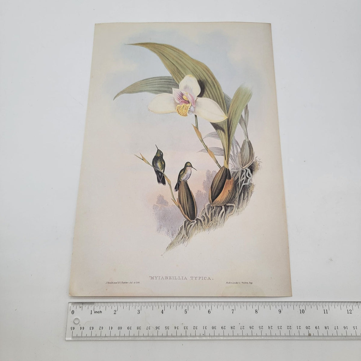 J.Gould & H.C.Richter Abeilles Hummingbird Myiabeillia Typica Portfolio Bookplate Lithograph Print
