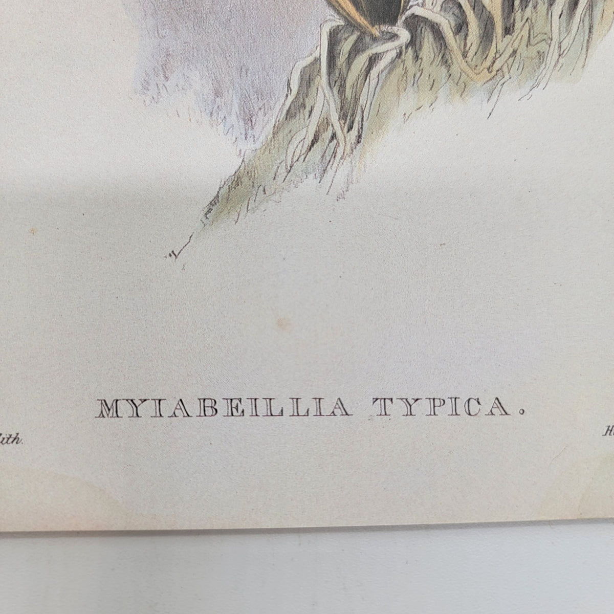 J.Gould & H.C.Richter Abeilles Hummingbird Myiabeillia Typica Portfolio Bookplate Lithograph Print