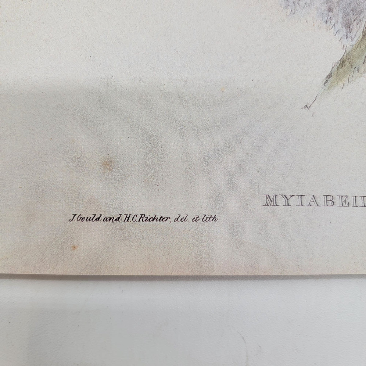 J.Gould & H.C.Richter Abeilles Hummingbird Myiabeillia Typica Portfolio Bookplate Lithograph Print