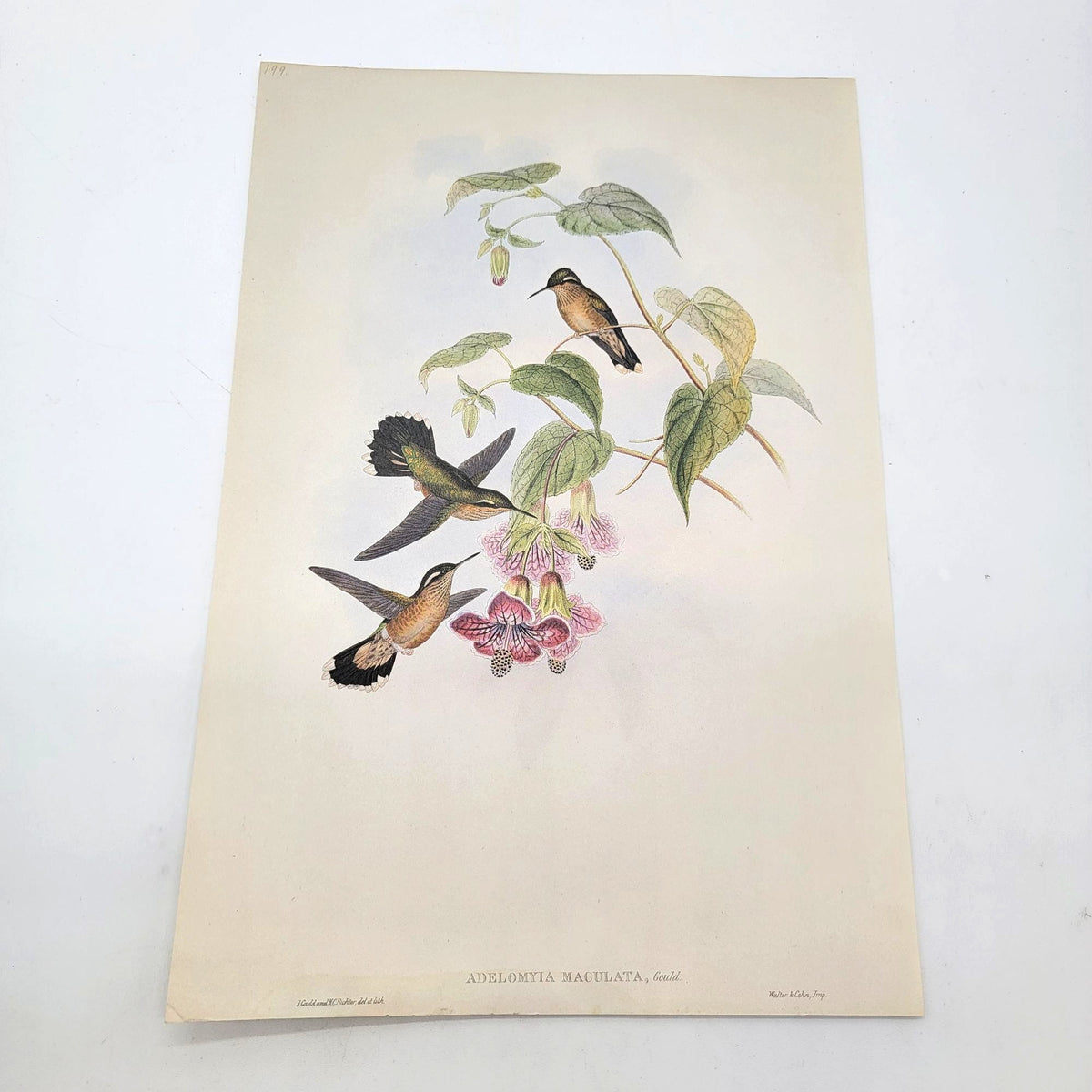 J.Gould & H.C.Richter Speckled Hummingbird Adelomyia Maculata Portfolio Bookplate Lithograph Print