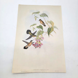 J.Gould & H.C.Richter Speckled Hummingbird Adelomyia Maculata Portfolio Bookplate Lithograph Print