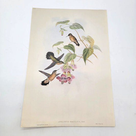 J.Gould & H.C.Richter Speckled Hummingbird Adelomyia Maculata Portfolio Bookplate Lithograph Print