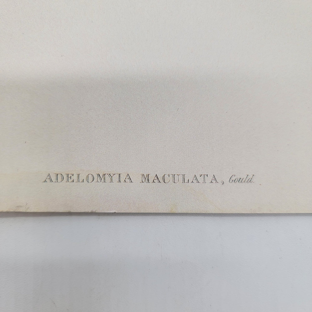 J.Gould & H.C.Richter Speckled Hummingbird Adelomyia Maculata Portfolio Bookplate Lithograph Print