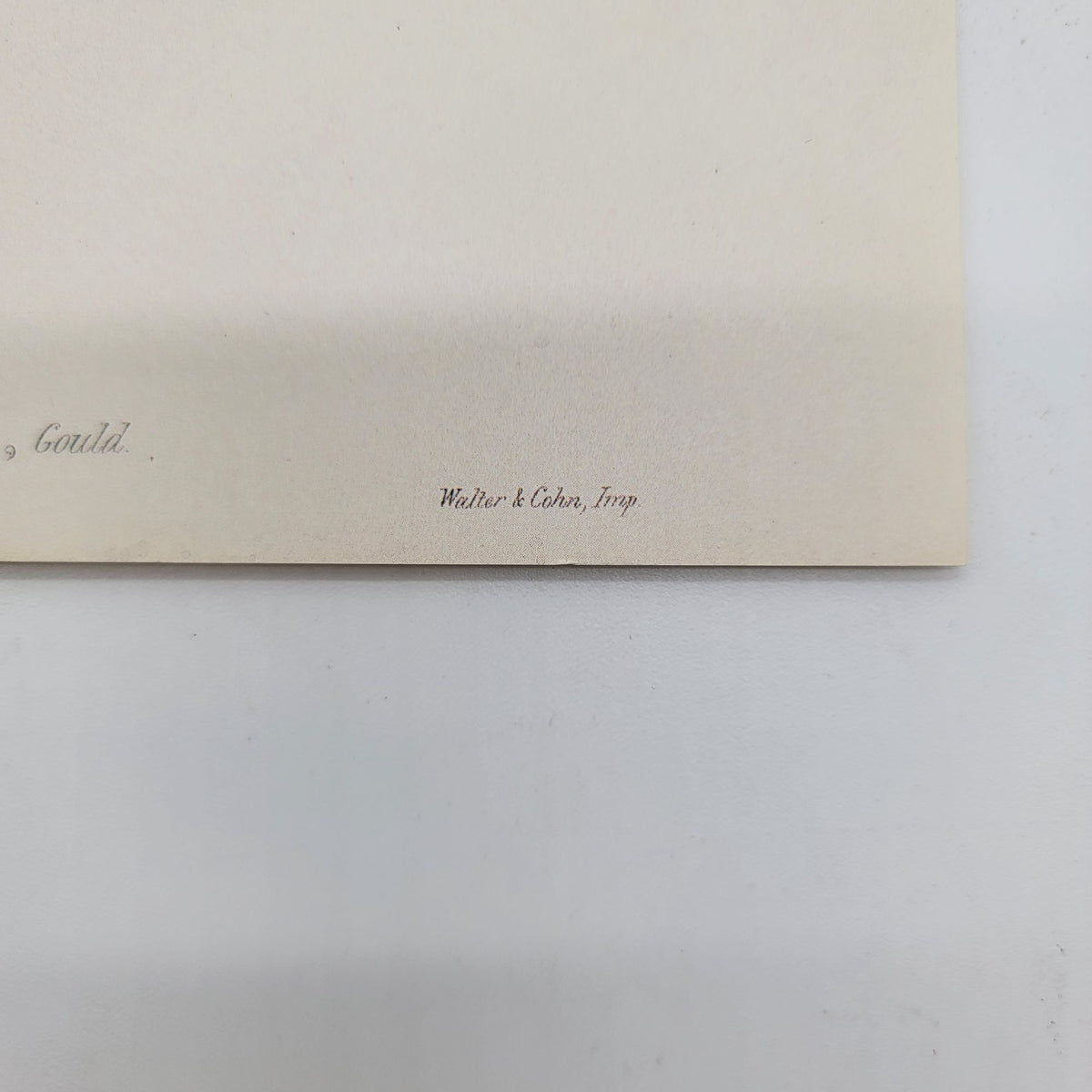 J.Gould & H.C.Richter Speckled Hummingbird Adelomyia Maculata Portfolio Bookplate Lithograph Print