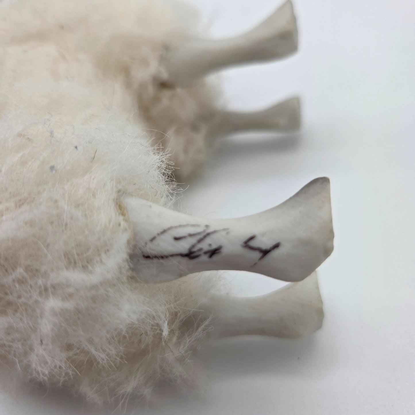 Meier Germany Real Wool Sheep Sculpture Signed