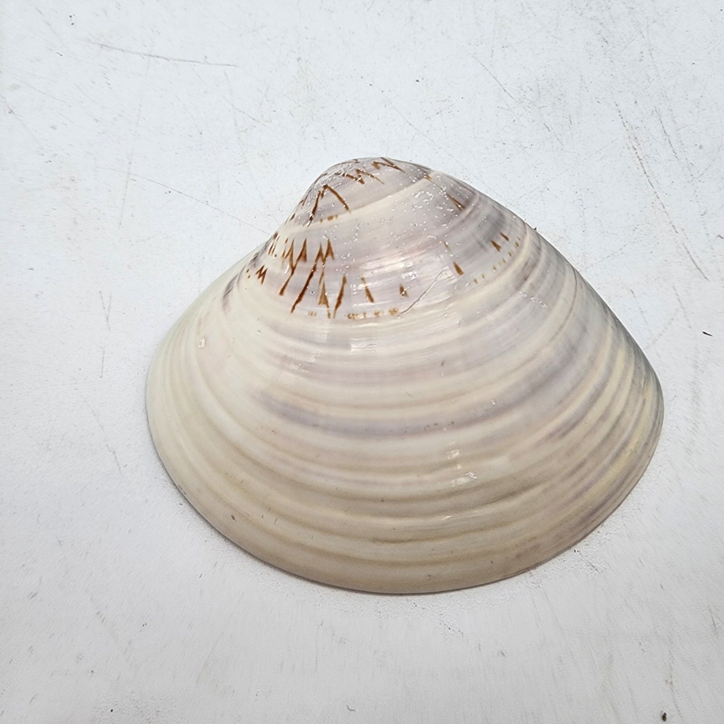 Hand-Painted Japanese Clam Shell