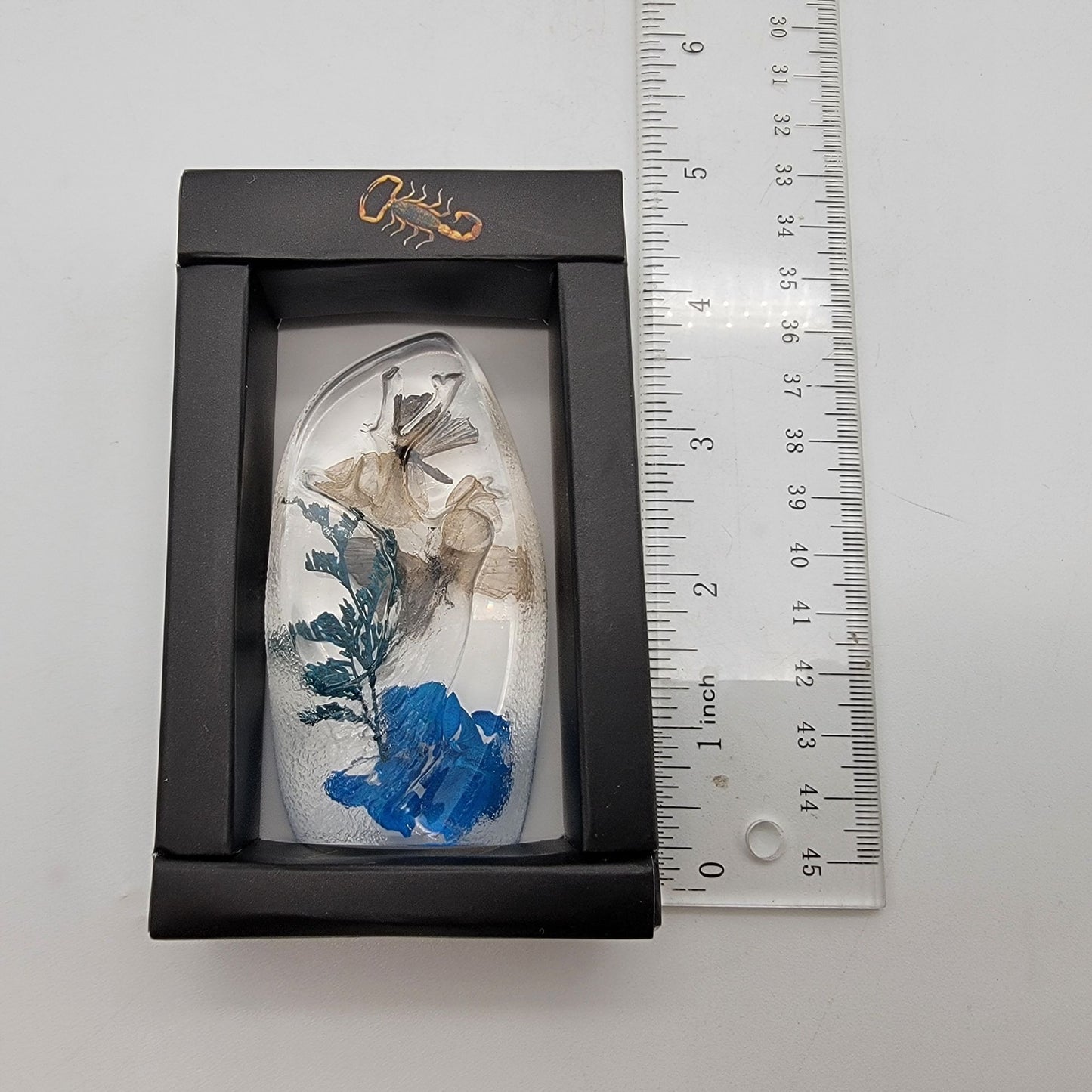 Short-Tailed Butterflies Taxidermy Acrylic Paperweight