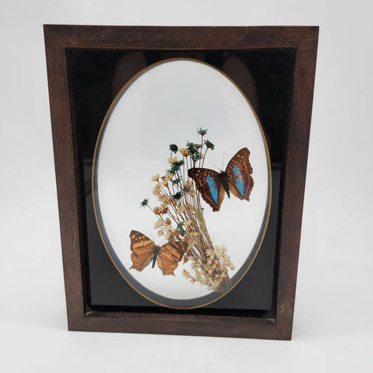 Vintage Butterfly Taxidermy Wall Art From Brazil