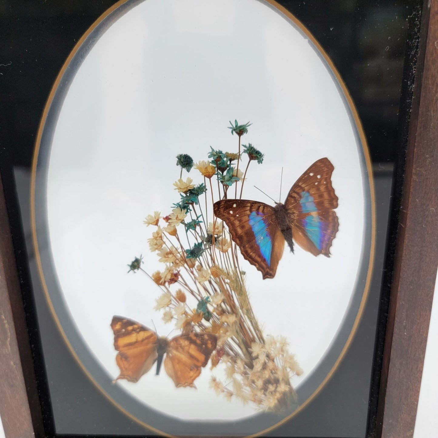 Vintage Butterfly Taxidermy Wall Art From Brazil