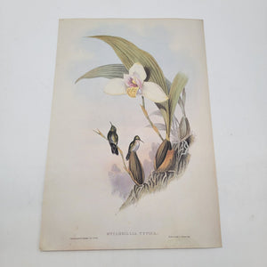 J.Gould & H.C.Richter Abeilles Hummingbird Myiabeillia Typica Portfolio Bookplate Lithograph Print