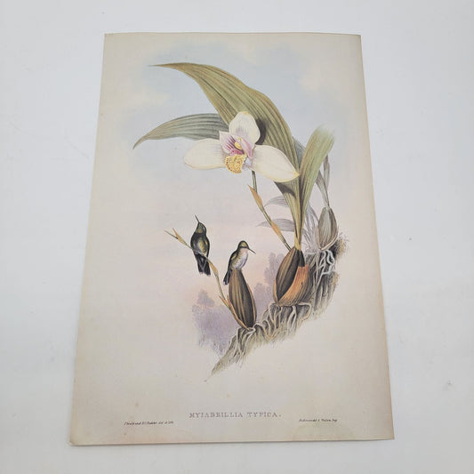 J.Gould & H.C.Richter Abeilles Hummingbird Myiabeillia Typica Portfolio Bookplate Lithograph Print
