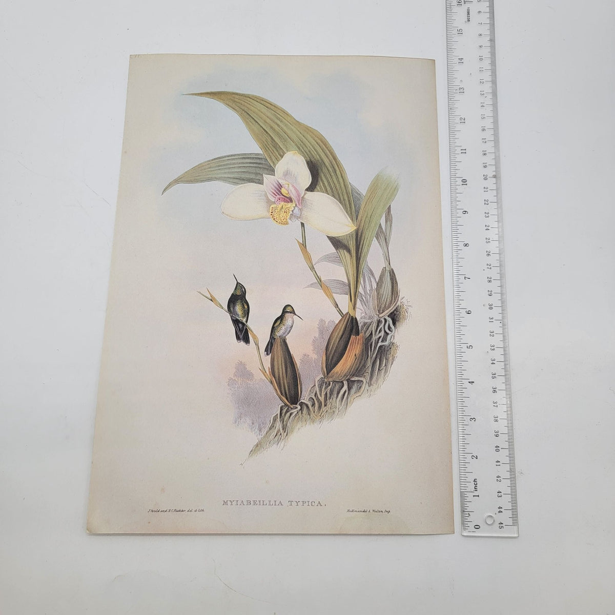 J.Gould & H.C.Richter Abeilles Hummingbird Myiabeillia Typica Portfolio Bookplate Lithograph Print