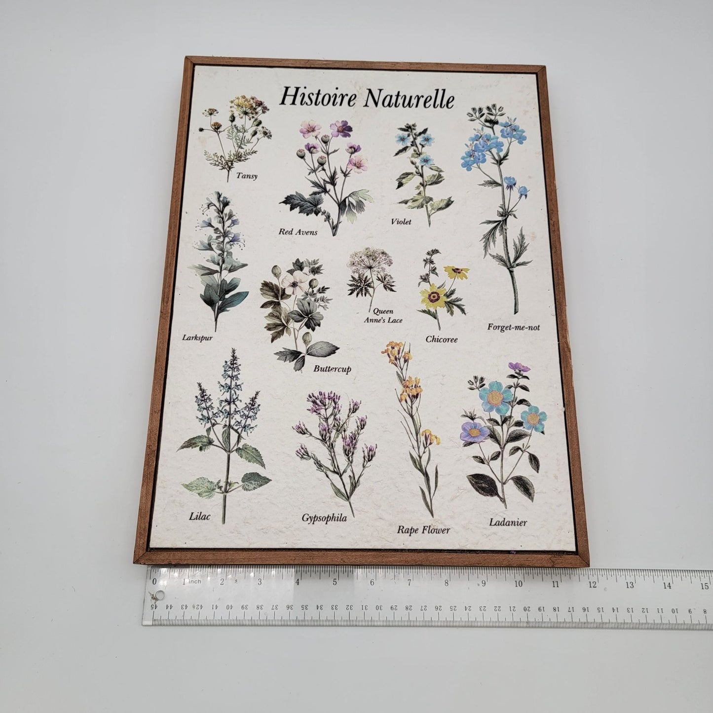 Histoire Naturelle Botanical Print Wall Art In Wood Frame