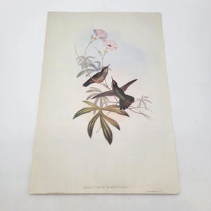 J.Gould & H.C.Richter Hummingbird Avocettinus Eurypterus Portfolio Bookplate Lithograph Print