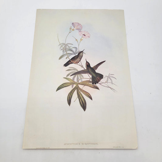 J.Gould & H.C.Richter Hummingbird Avocettinus Eurypterus Portfolio Bookplate Lithograph Print