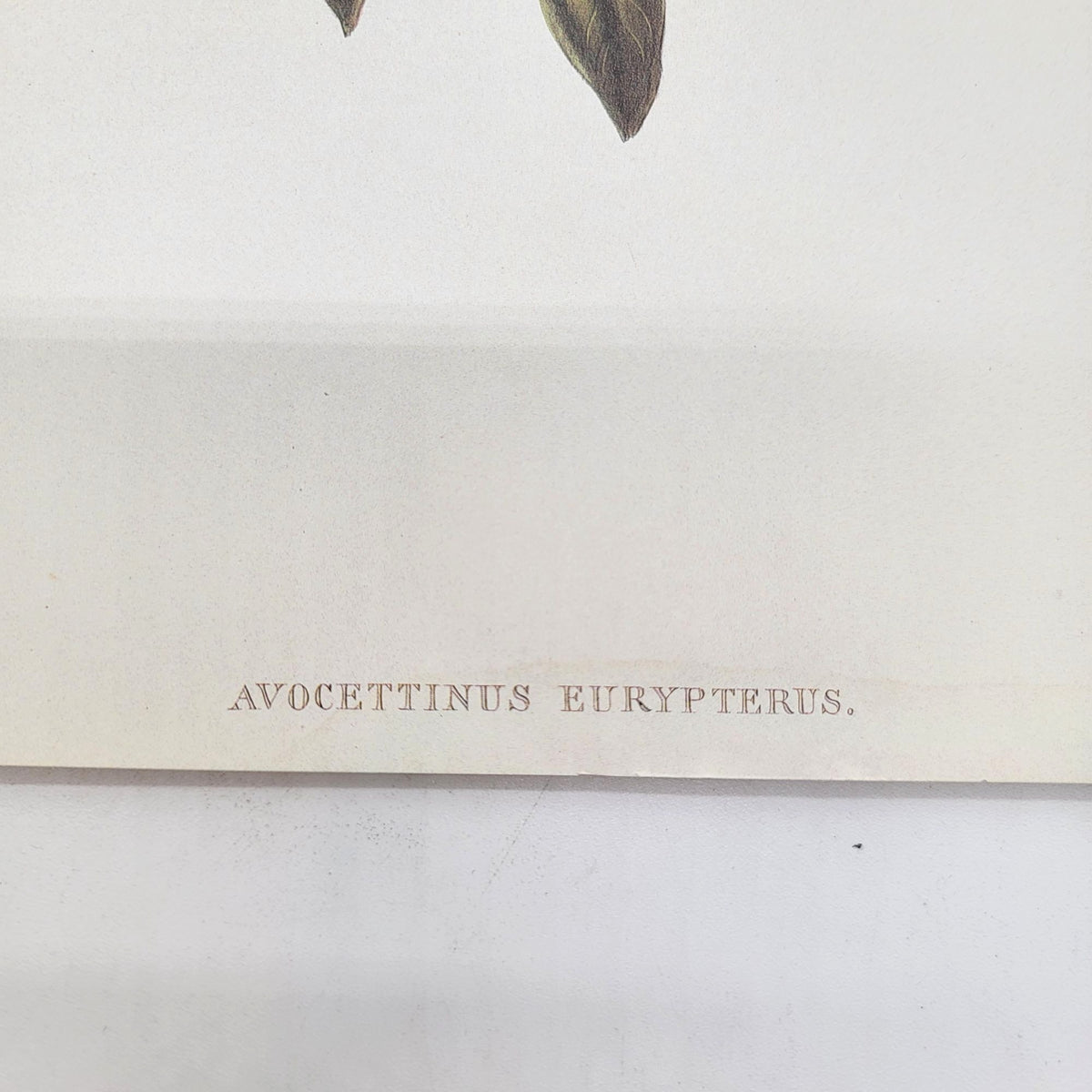 J.Gould & H.C.Richter Hummingbird Avocettinus Eurypterus Portfolio Bookplate Lithograph Print
