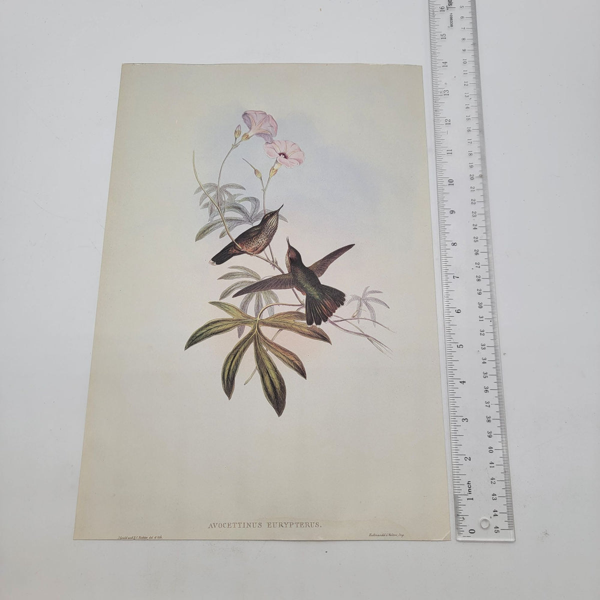 J.Gould & H.C.Richter Hummingbird Avocettinus Eurypterus Portfolio Bookplate Lithograph Print