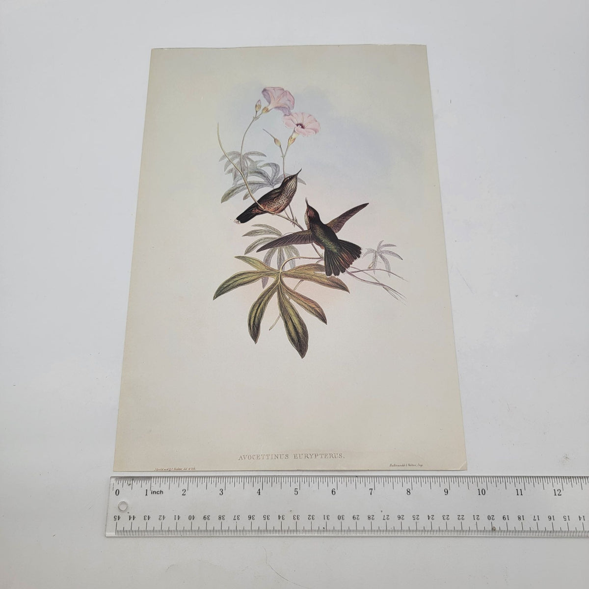 J.Gould & H.C.Richter Hummingbird Avocettinus Eurypterus Portfolio Bookplate Lithograph Print