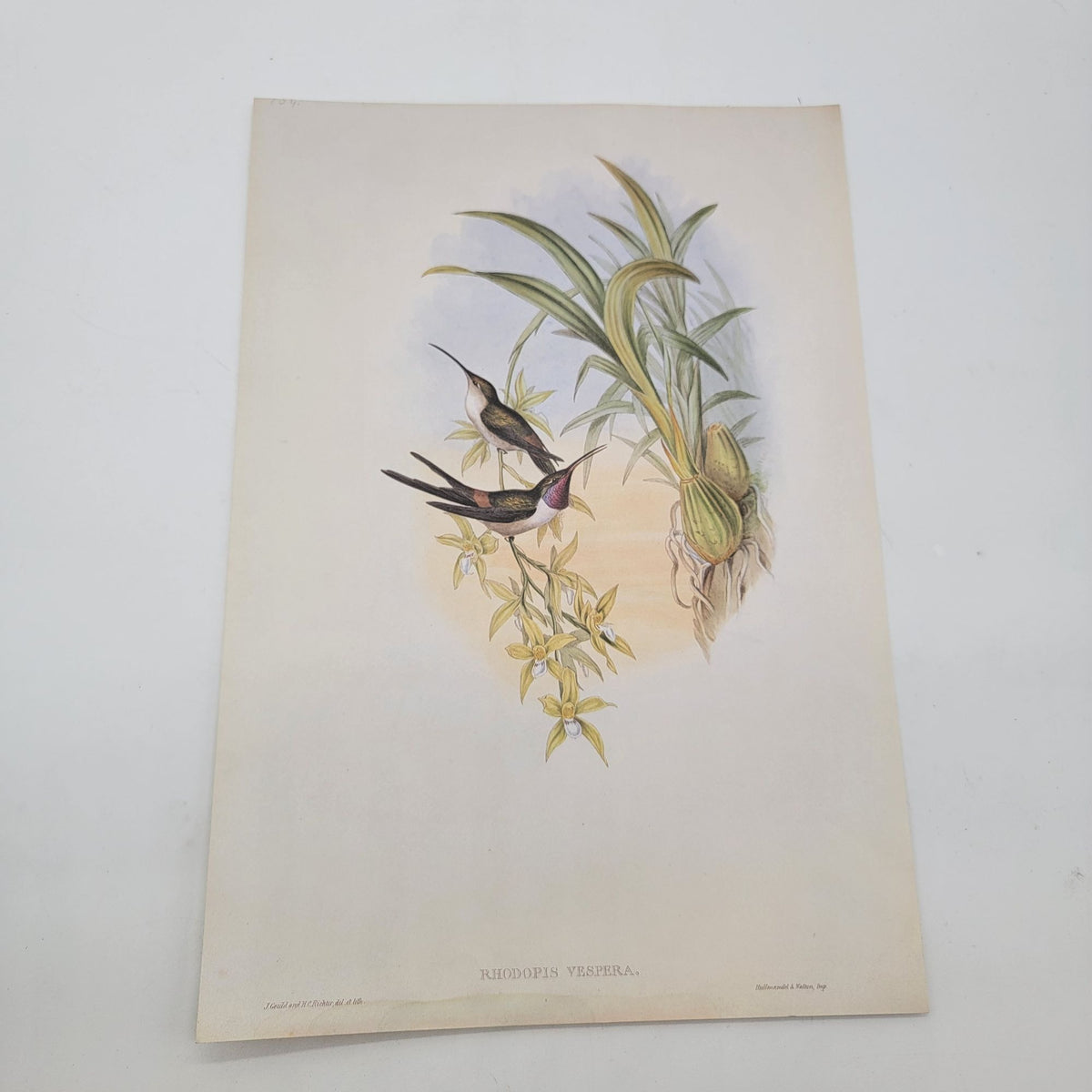 J.Gould & H.C.Richter Evening Hummingbird Rhodopis Vespera Portfolio Bookplate Lithograph Print