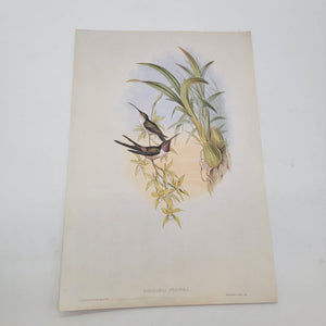 J.Gould & H.C.Richter Evening Hummingbird Rhodopis Vespera Portfolio Bookplate Lithograph Print