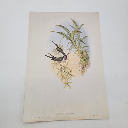 J.Gould & H.C.Richter Evening Hummingbird Rhodopis Vespera Portfolio Bookplate Lithograph Print