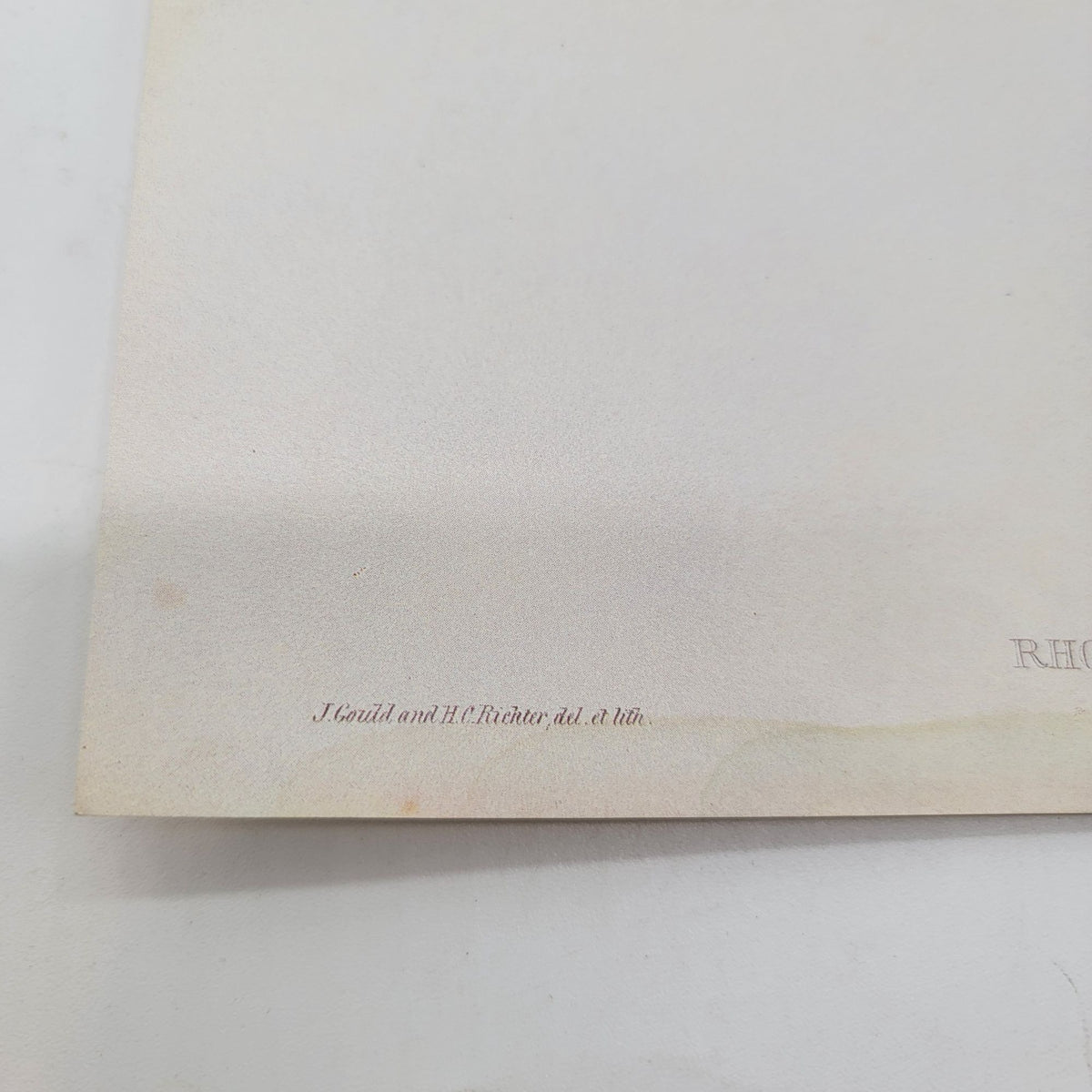 J.Gould & H.C.Richter Evening Hummingbird Rhodopis Vespera Portfolio Bookplate Lithograph Print