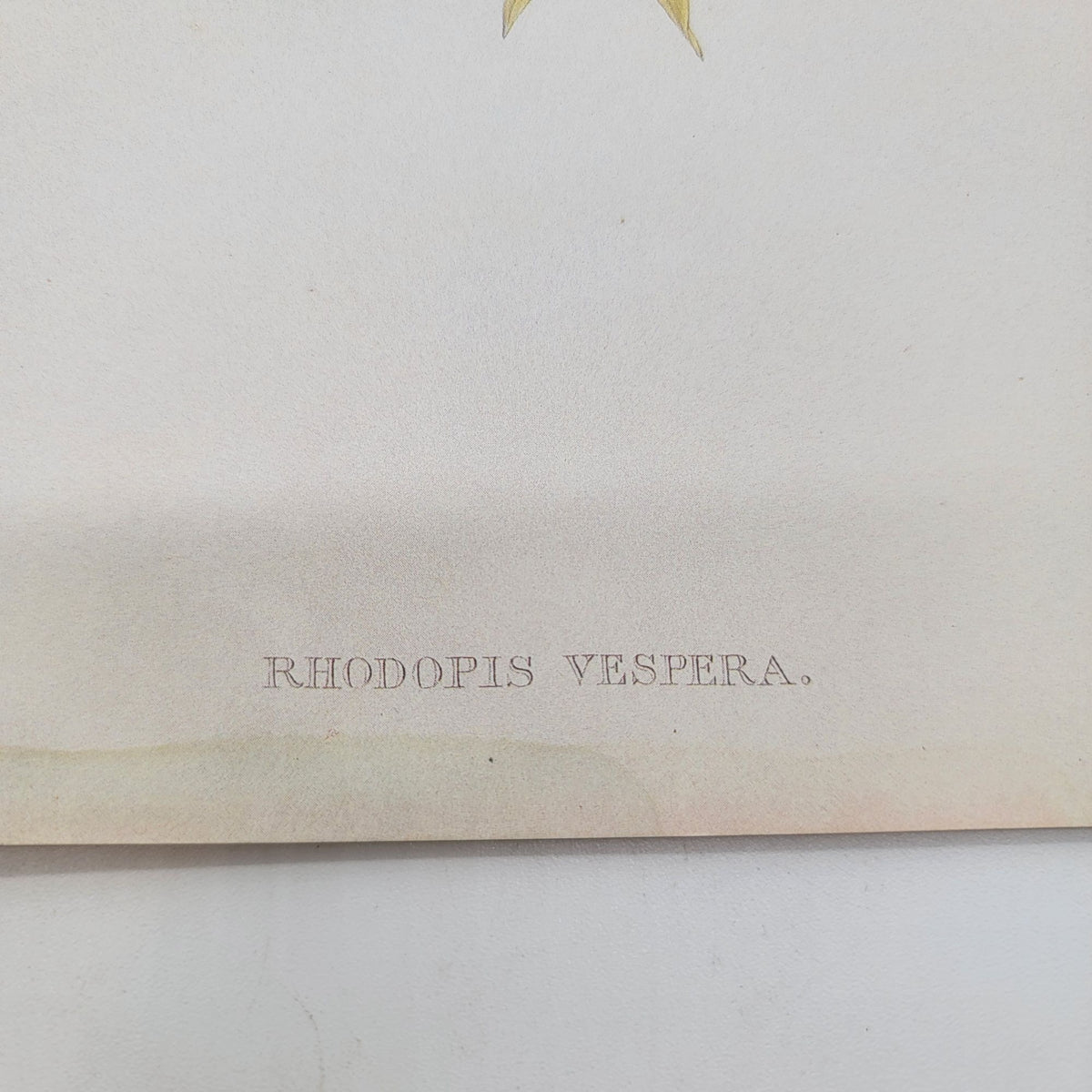 J.Gould & H.C.Richter Evening Hummingbird Rhodopis Vespera Portfolio Bookplate Lithograph Print