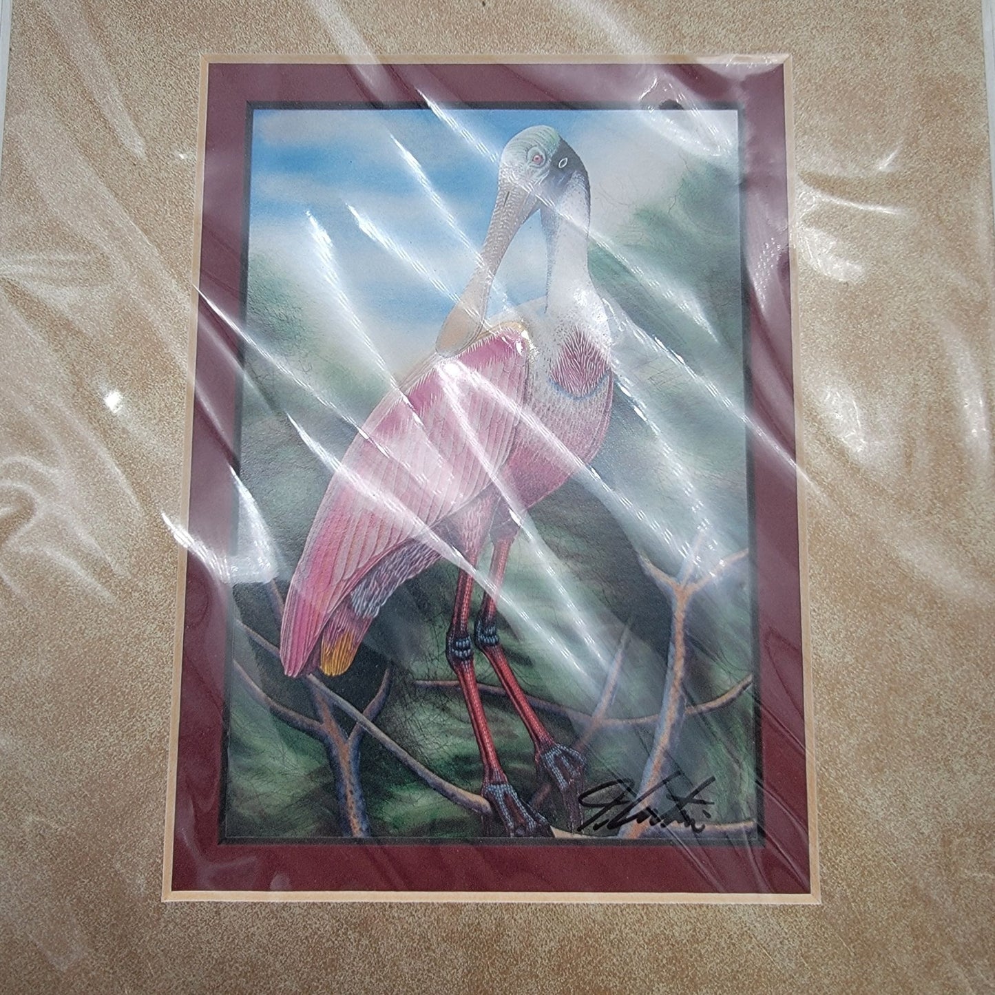 "Roseate Spoonbill" Bird Matted Lithograph Art Print Signed By John Costin