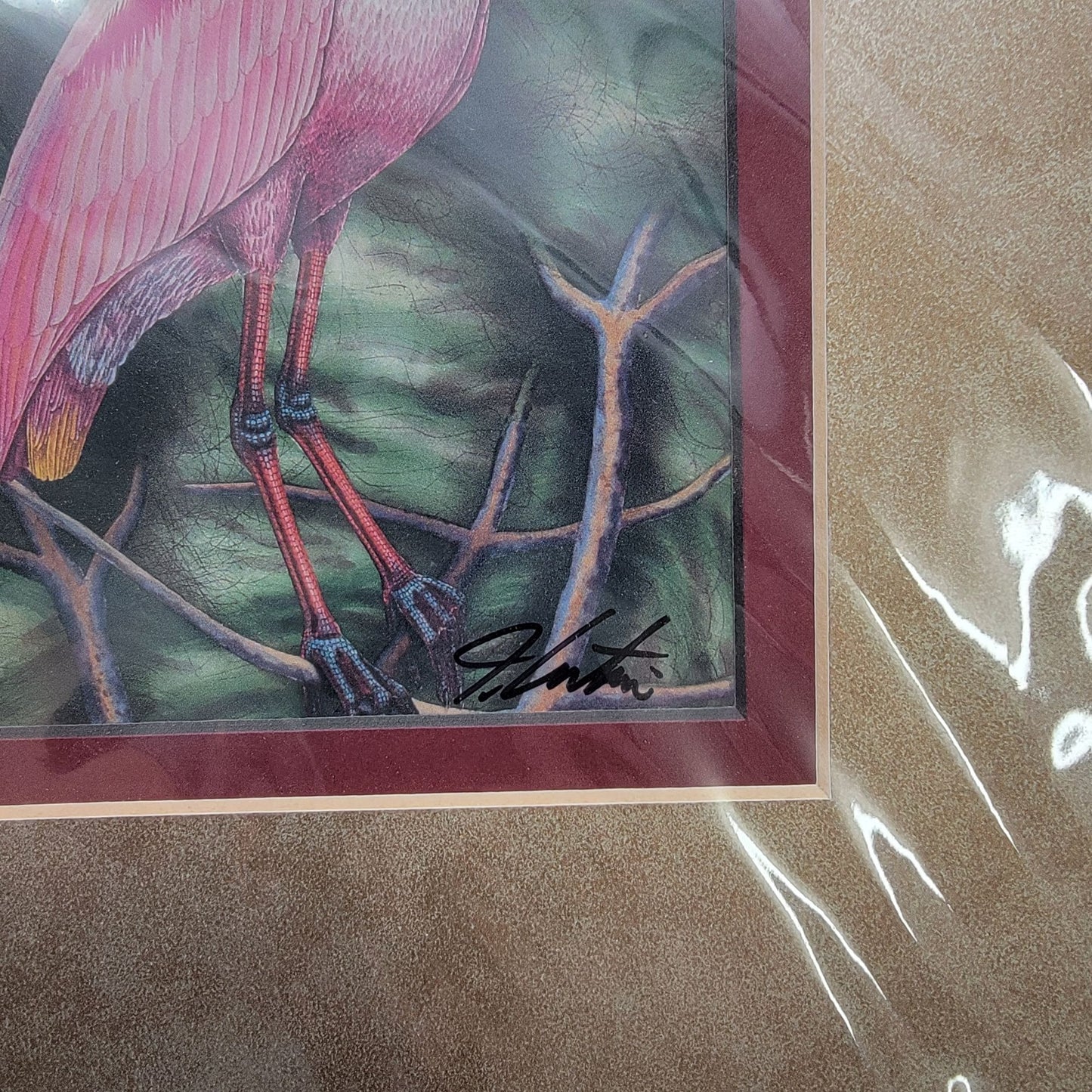 "Roseate Spoonbill" Bird Matted Lithograph Art Print Signed By John Costin