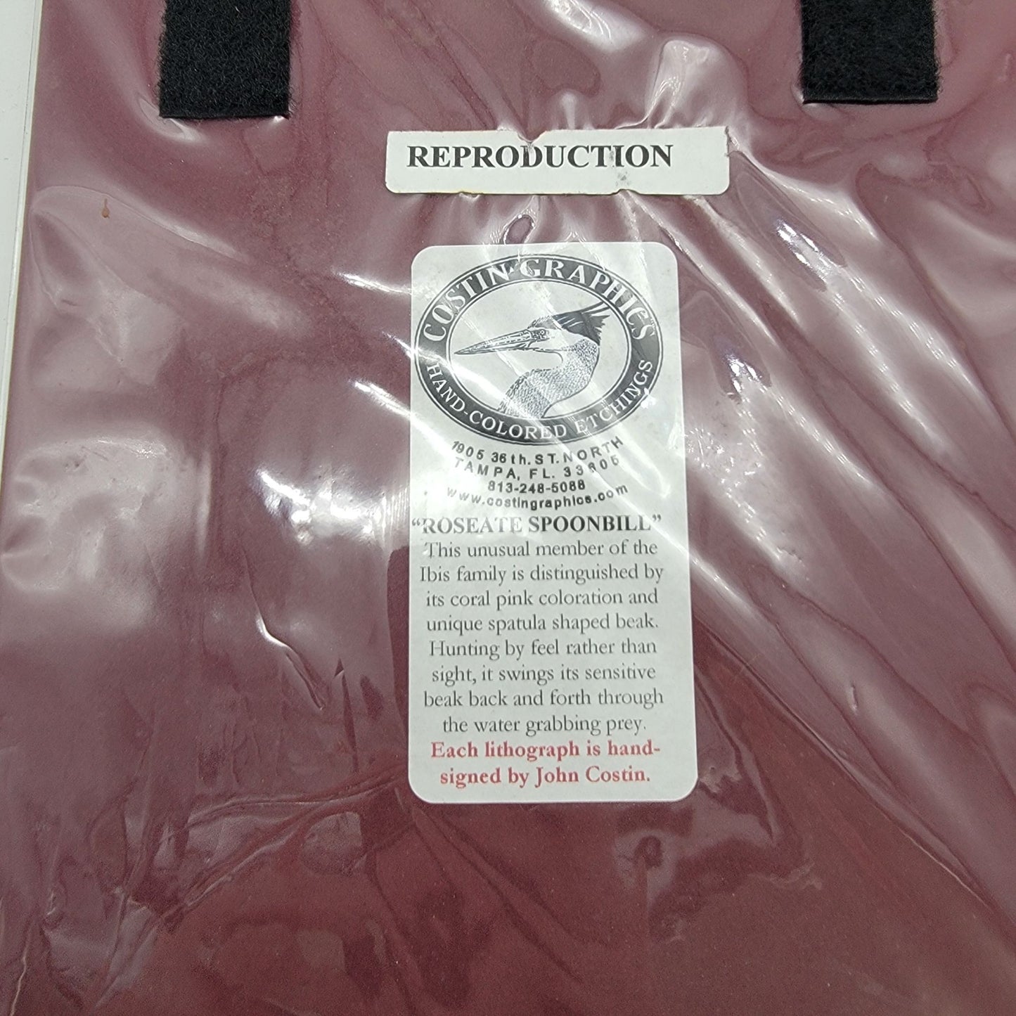 "Roseate Spoonbill" Bird Matted Lithograph Art Print Signed By John Costin