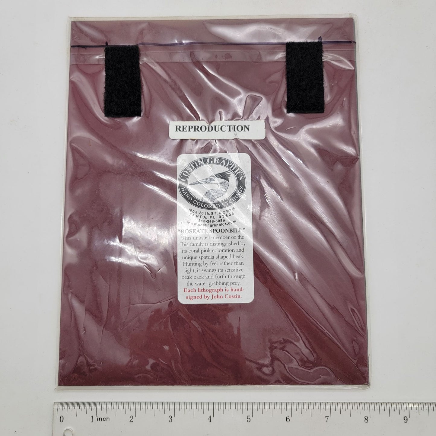 "Roseate Spoonbill" Bird Matted Lithograph Art Print Signed By John Costin