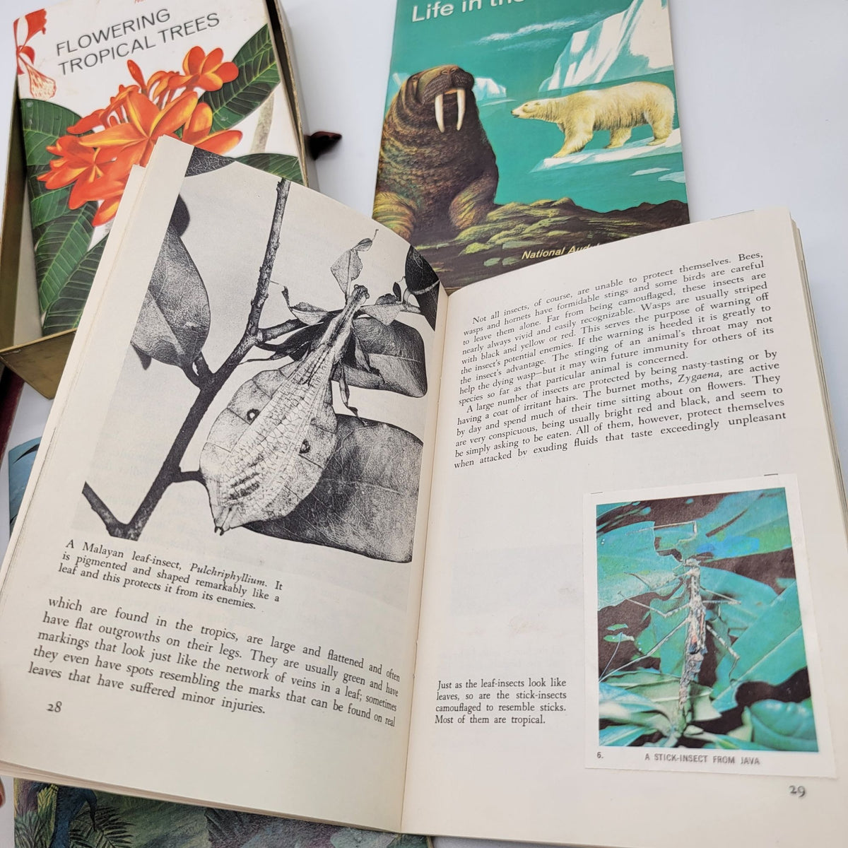 National Audubon Society Nature Program Box Set With Books & Fossil Kit