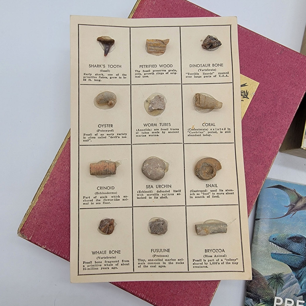 National Audubon Society Nature Program Box Set With Books & Fossil Kit